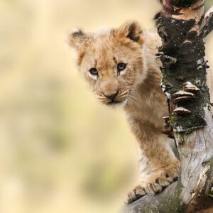 lion-animal-nature-predator-40835-300x300 Shopping Cart